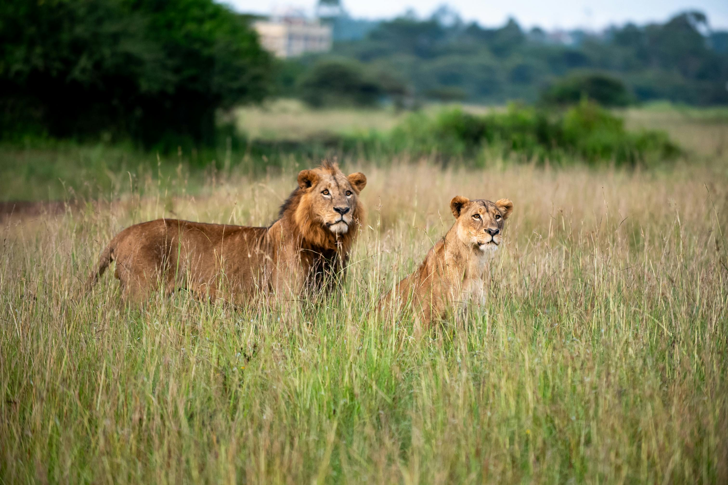 Nairobi